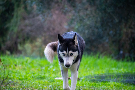 Husky dog walking in the rain