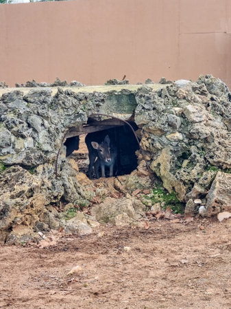 Two young deer find refuge in a rocky hideaway, seeking shelter and shade from the elements.の写真素材