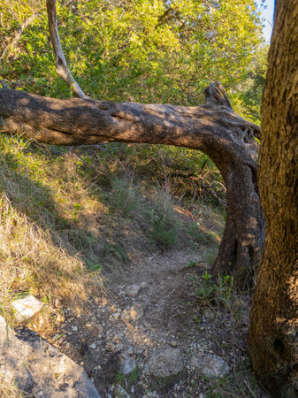 A fallen tree trunk creates an archway over a natural, sunlit path in a lush, green forest.の写真素材