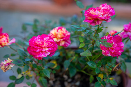 A vibrant cluster of pink and yellow variegated roses blooms in lush greenery, vibrant and beautifulの写真素材
