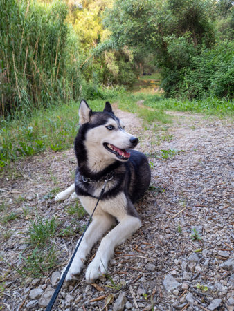 A beautiful husky dog rests on a rocky path surrounded by lush greenery, enjoying the outdoors.の写真素材