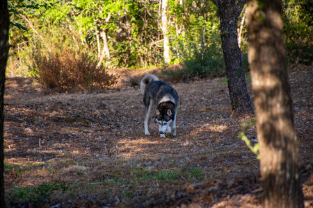 A beautiful husky explores a sun dappled forest, sniffing at the ground with curiosity and intent.