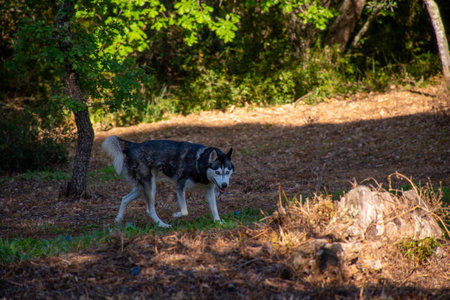 A beautiful husky with striking blue eyes explores a sun-dappled woodland area, enjoying nature.の写真素材