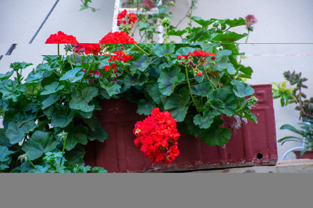 Vibrant red flowers cascade from a container, creating a burst of color against the neutral backdrop.の写真素材