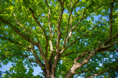 Vibrant tree canopy reaching toward the sky, bathed in sunlight, showcasing natures beauty.