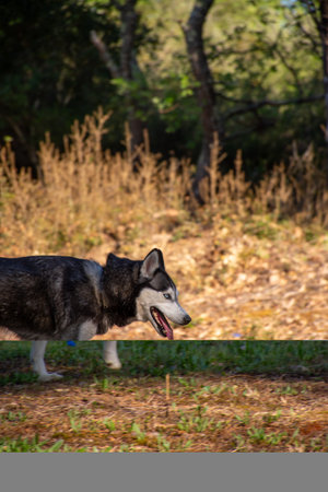 A husky dog with striking blue eyes is walking through a sun-drenched forest landscape.の写真素材