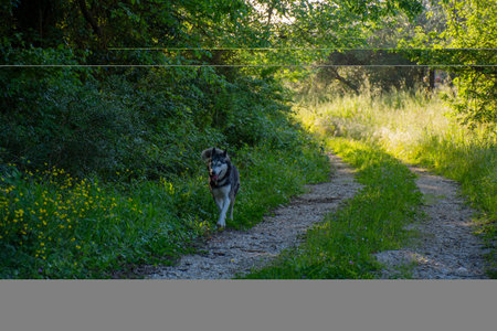 Dog walks on sunny path through a lush green forest, enjoying the nature of the outdoors.