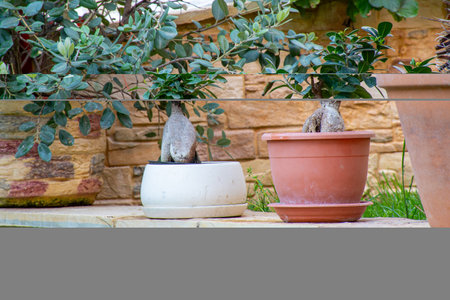 A charming tableau of potted bonsai trees with lush green leaves against a textured stone backdrop.の写真素材