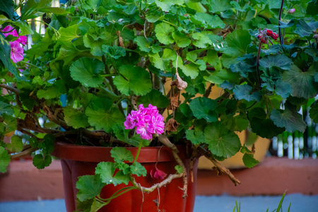 Vibrant pink geranium flowers in a red pot, surrounded by lush green foliage outdoors in daylightの写真素材