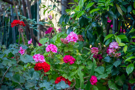 Lush garden scenery featuring a vibrant assortment of blooming flowers with red and pink petals.