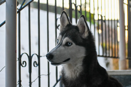 Close-up of a majestic husky with striking blue eyes, gazing attentively at something beyond the fence.の写真素材