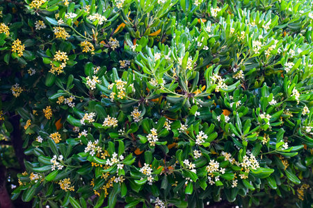 A vibrant Pittosporum shrub bursts with blossoms, creating a stunning display of nature's beauty.の写真素材