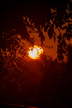 Sun shines through branches, creating a fiery glow in the twilight sky, casting a warm light.