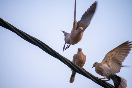 A trio of Mourning Doves captured in a moment of avian activity, perched and in flight against sky.の写真素材