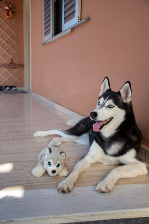 Majestic Siberian Husky Resting with its Puppy Toy: A stunning portrait of a black and white husky with striking blue eyes, lying peacefully on a porch with its look-alike toy.の写真素材
