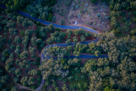 Winding Forest Road at Dusk: An aerial shot captures a curving road through a dense, lush forest at twilight, with a small section of scorched earth creating a dramatic contrast.の写真素材