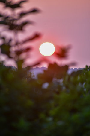 A soft-focus, dreamy sunset with the red sun glowing in a pink and purple sky. Blurry tree leaf silhouettes frame the romantic, peaceful, and tranquil scene.の写真素材