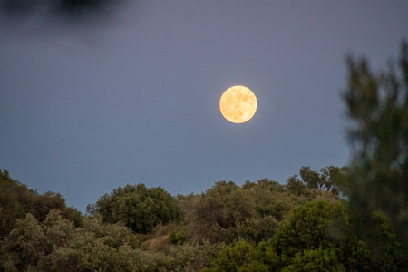 A golden full moon rises over a dark forest, viewed through the soft, blurry silhouette of tree branches. A beautiful, naturally framed scene of a tranquil autumn nightの写真素材