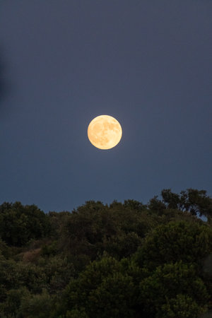 A large, golden Harvest moon (supermoon) rises in a clear, dark twilight sky above a hill of lush green trees. A magical and serene autumn night scene in the countrysideの写真素材