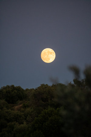 A beautiful, large golden moon rises in a clear, dark twilight sky above a hill of lush green trees. A magical and serene autumn night scene with a bright, full supermoonの写真素材