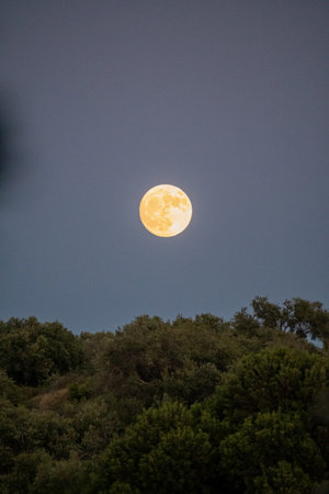 A beautiful, large golden Harvest moon rises in a clear, dark twilight sky above a hill of lush green trees. A magical and serene autumn night scene with a bright, full supermoonの写真素材
