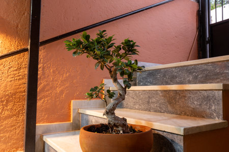 A beautifully shaped bonsai tree with a twisted trunk is elegantly displayed on a staircase, its green leaves vibrant under the warm, ambient light of a home interiorの写真素材