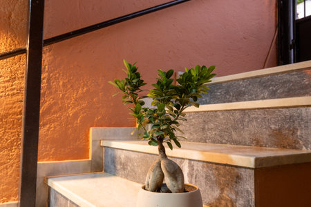 A stylish Ginseng Ficus bonsai with its unique thick roots creates a peaceful and welcoming ambiance, warmly lit on a modern marble staircase against a textured peach wallの写真素材