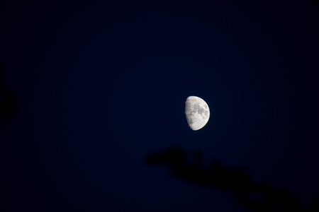 A beautiful first quarter moon shines brightly in a deep blue twilight sky, with the dark, out-of-focus silhouette of a tree branch creating a natural frameの写真素材