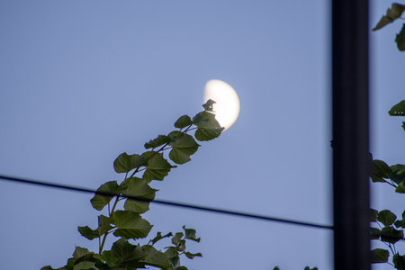 A creative and unique view of the moon partially hidden behind the sharp, green leaves of a tree branch. A beautiful juxtaposition of celestial light and earthly natureの写真素材