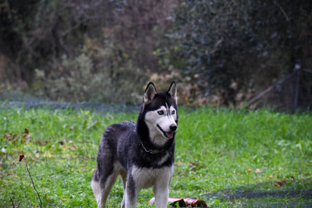 Beautiful Siberian Husky with piercing blue eyes standing in a green field during a light rain....