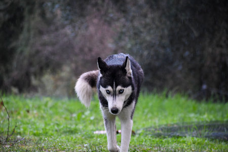 An intense Siberian Husky with piercing blue eyes walks towards the camera through a wet green...