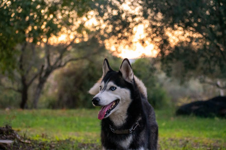 Cheerful Siberian Husky dog outdoors during golden hour. Portrait of a pet with distinct blue eyes and black and white fur, looking away with a happy expressionの写真素材