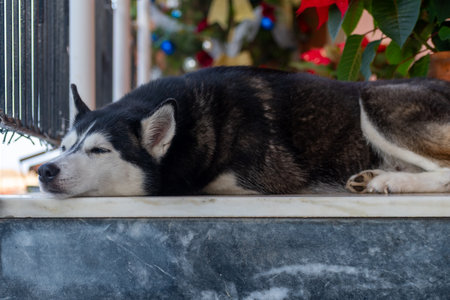 Siberian Husky Dog Sleeping Peacefully on Marble Ledge, Close Up Portrait of Fluffy Black and White Pet Resting Outdoors During the Dayの写真素材