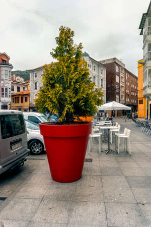 Giant red pot, with a pine inside. Concept of greatness, giant, great, extreme, curiousの写真素材