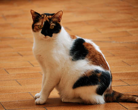 Tricolor cat posing curiously for the photo. Concept of beauty, elegance, curiosityの写真素材