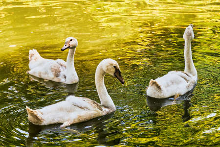 Three young swans, still in gray plumage, swimming in a lake colored green by algae, and each looking to one side.の写真素材