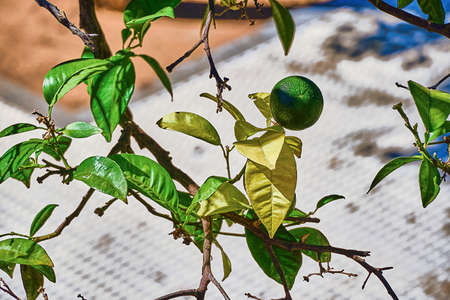Orange tree from which comes a small orange, still green on a beautiful summer day.の写真素材