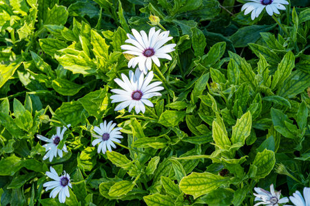 Dimorphotheca, is a kind of African daisy. It is also known as polar star, cape marigold or feverfew.の写真素材