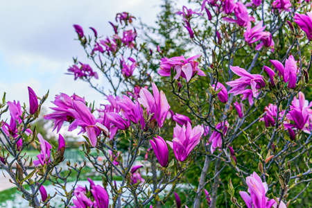 Lily tree (magnolia liliiflora) a species of magnolias, also known as lily magnolia, magnolia lily, magnolia mulan, tulip magnolia or Japanese magnolia.