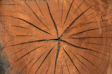 Tree texture cuted offの写真素材