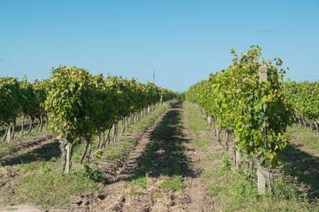 Beautiful vineyards under a blue sky.