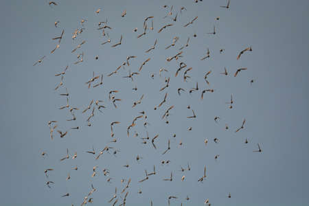 starling in sky