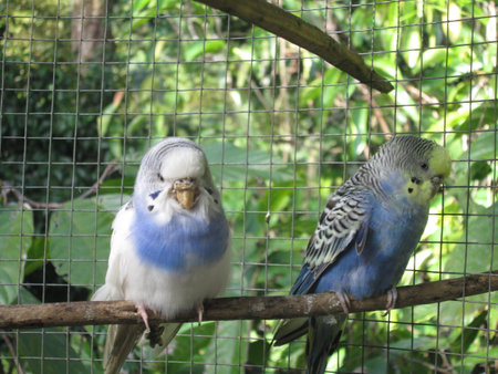 budgerigar bird pet
