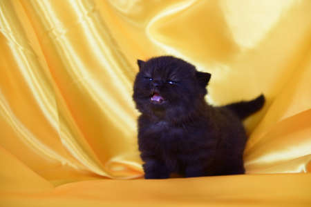 british kittenの写真素材