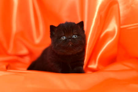 british kittenの写真素材