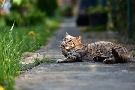 cat in the gardenの写真素材