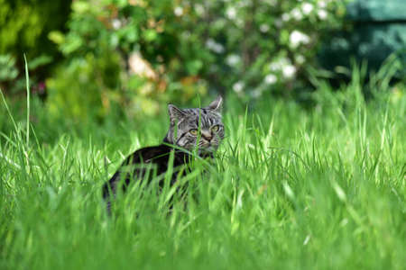 Cat in the grassの写真素材