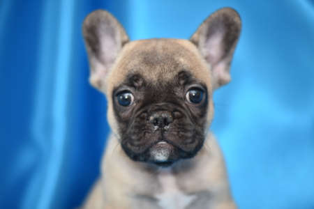 Whelp of a French bilgueの写真素材