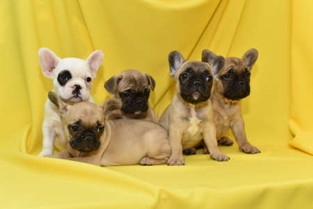 Puppies of the French Bulldogの写真素材