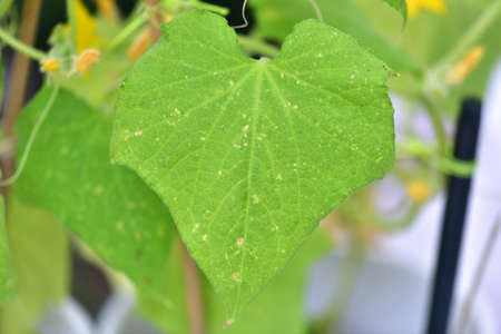 Yellow spots on leaves of plantsの写真素材